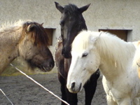 DSC00039.JPG