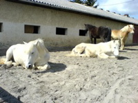 DSC00050.JPG